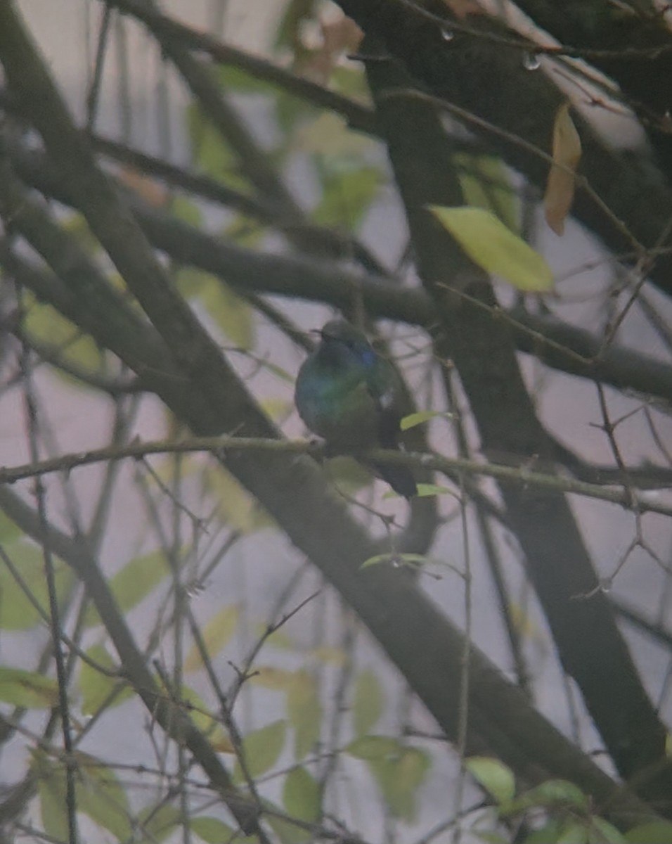 Mexican Violetear - ML646757938