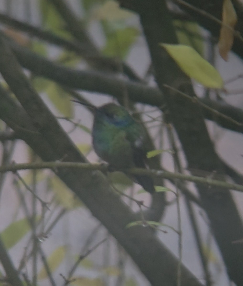 Mexican Violetear - ML646757939