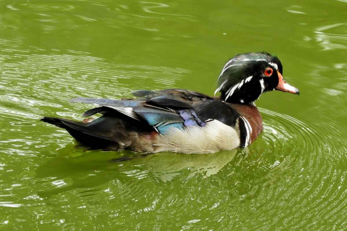 Canard branchu - ML646757941