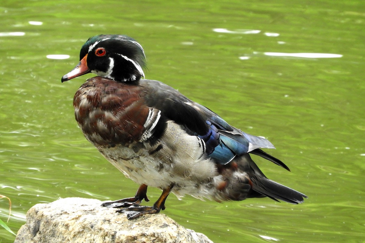 Canard branchu - ML646757942