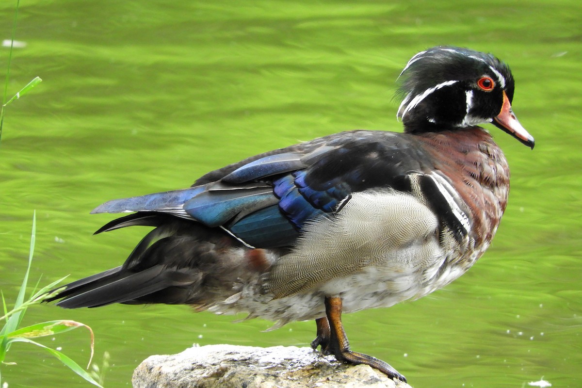 Canard branchu - ML646757943