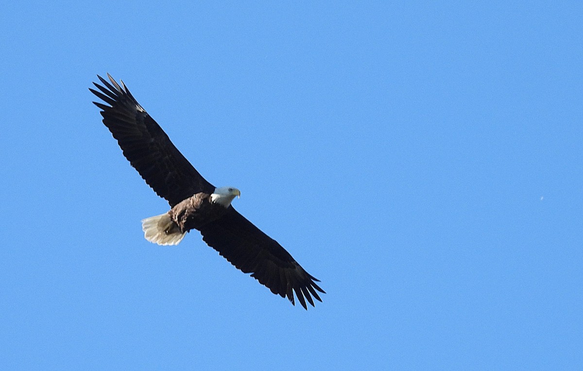 עיטם לבן-ראש - ML646757945