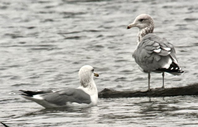 racek jezerní - ML646757946