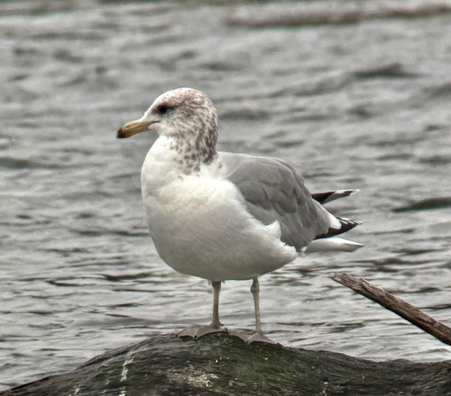 racek jezerní - ML646757947