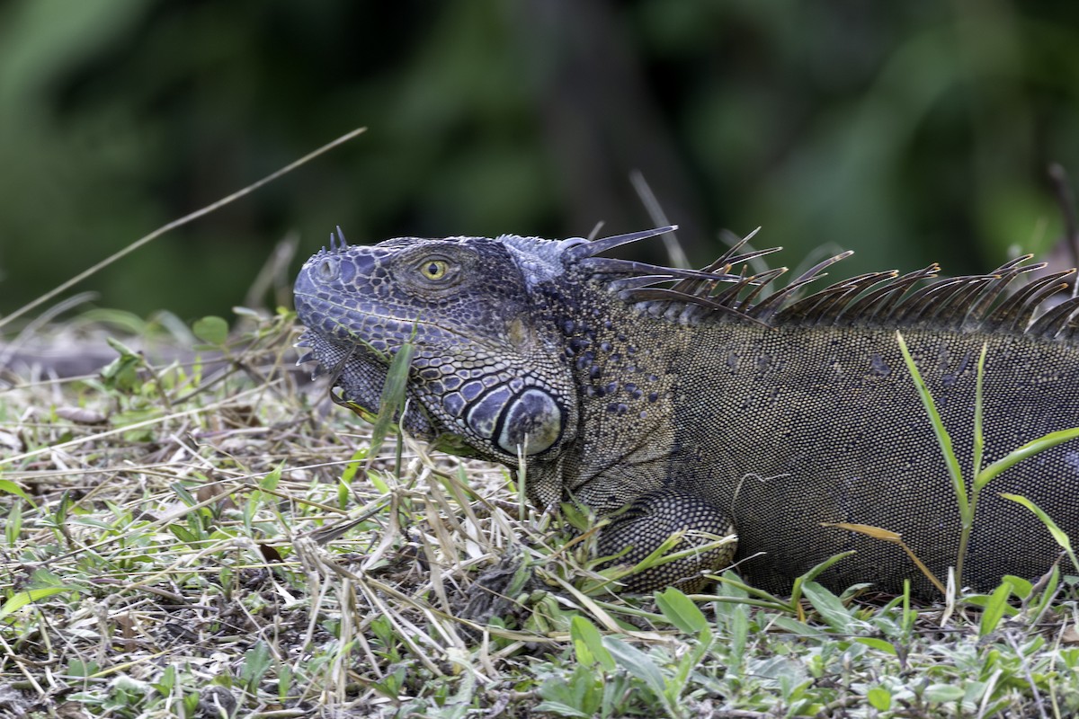 Green Iguana - ML646757951