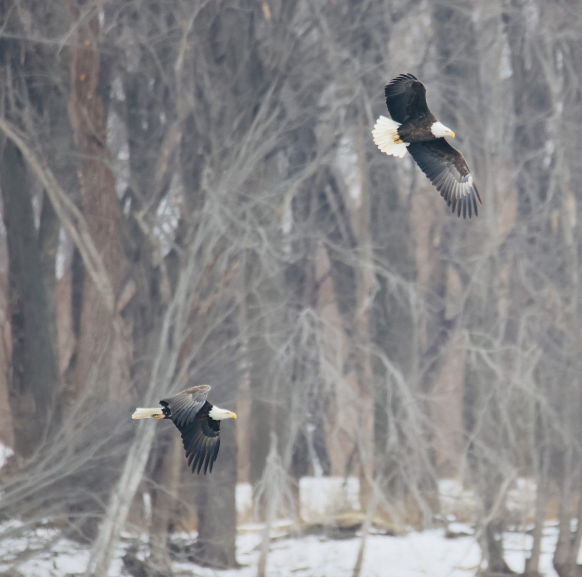 Bald Eagle - ML646757952