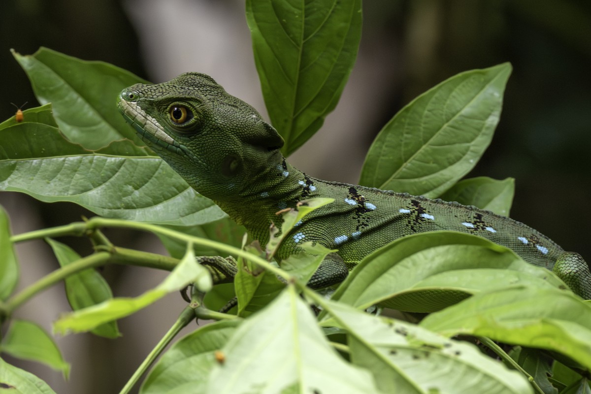 Green Basilisk - ML646757953