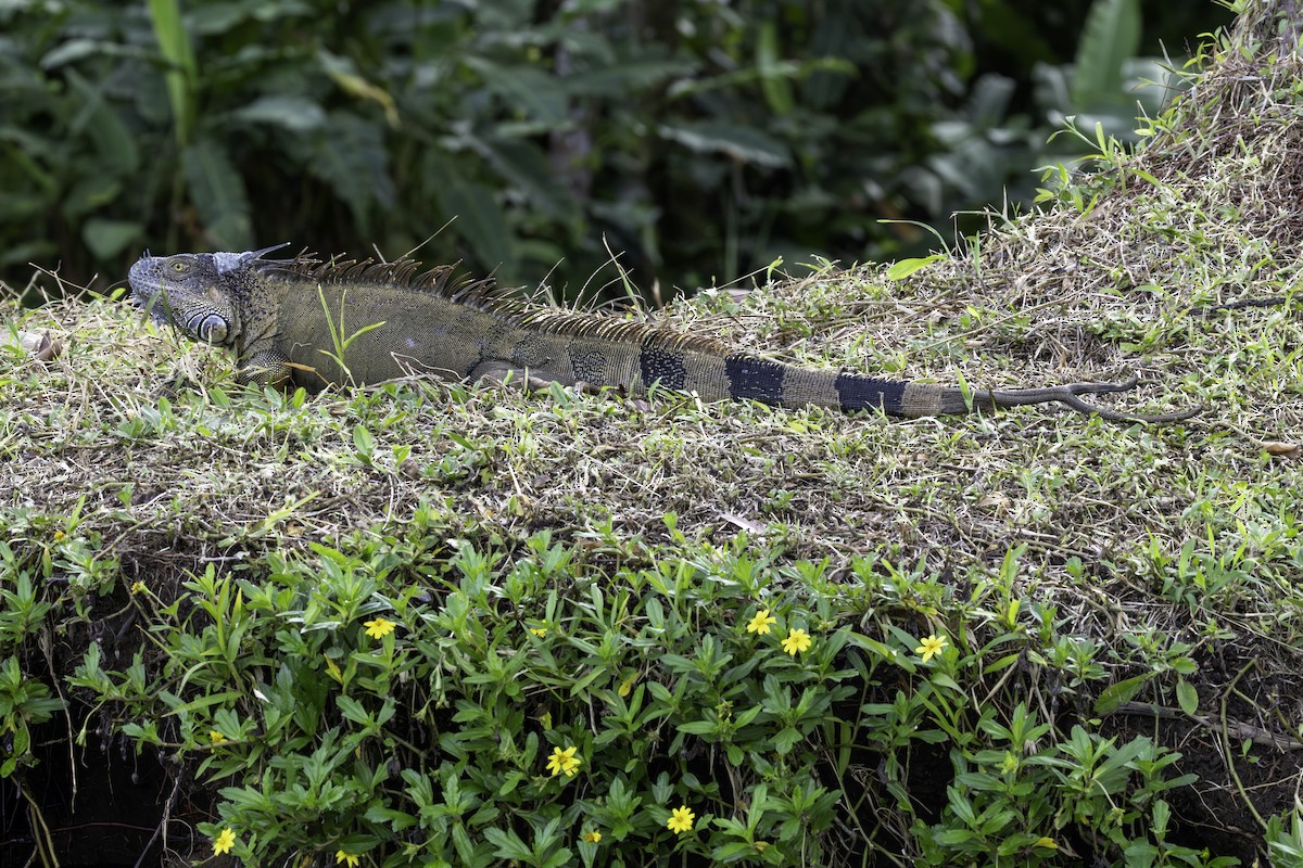 Green Iguana - ML646757954