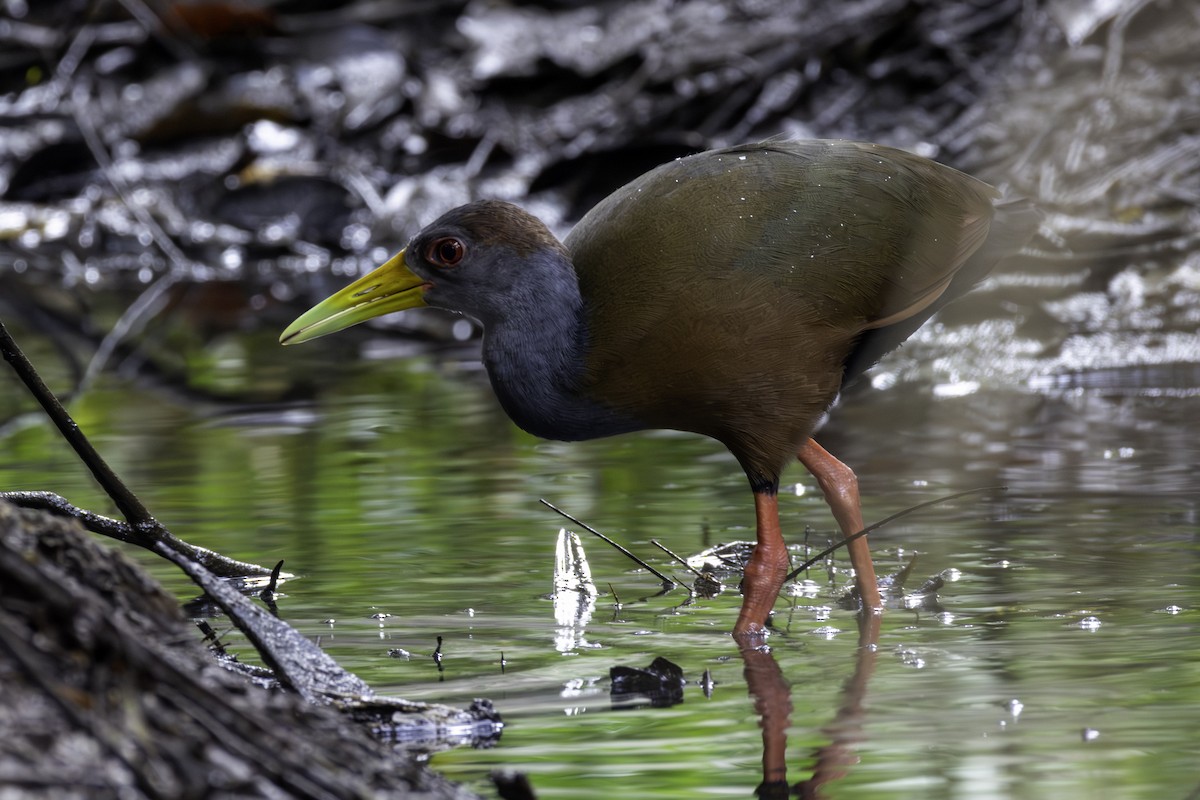Russet-naped Wood-Rail - ML646757956