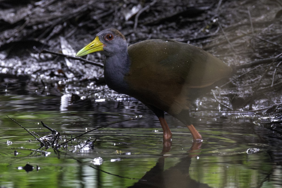 Russet-naped Wood-Rail - ML646757958