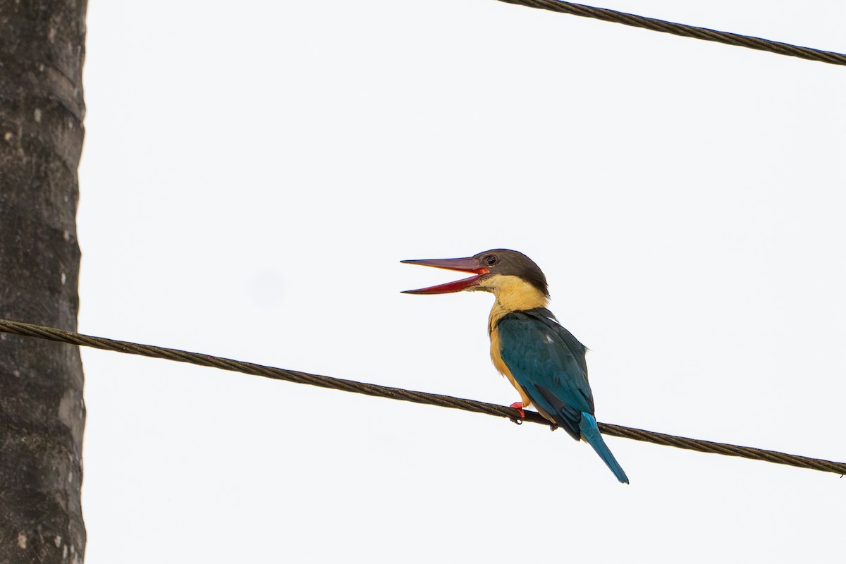 Аистоклювый гуриал - ML646757959