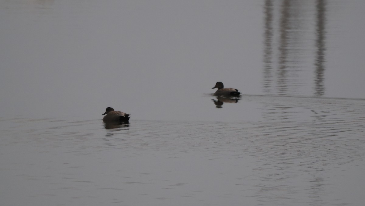 Boz Ördek - ML646757960