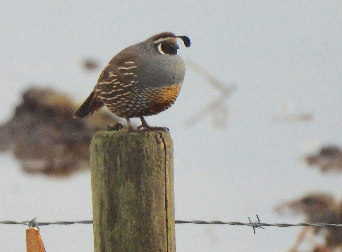 Colín de California - ML646757961