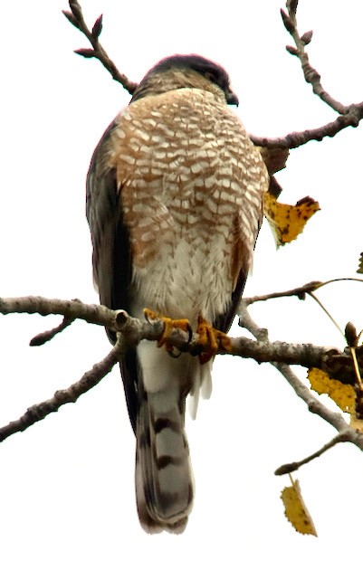 krahujec americký - ML646757962