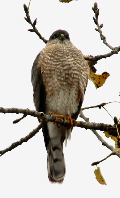 krahujec americký - ML646757963