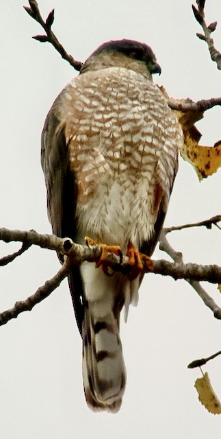 krahujec americký - ML646757964