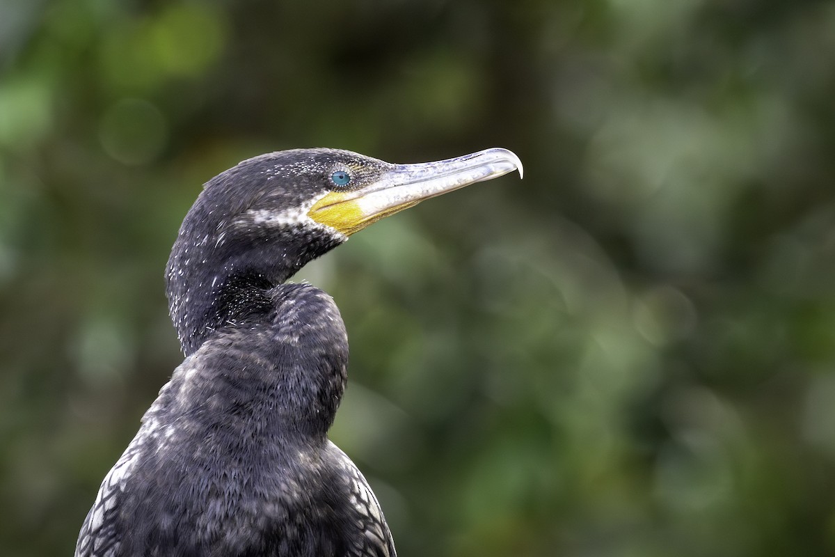 Neotropic Cormorant - ML646757965