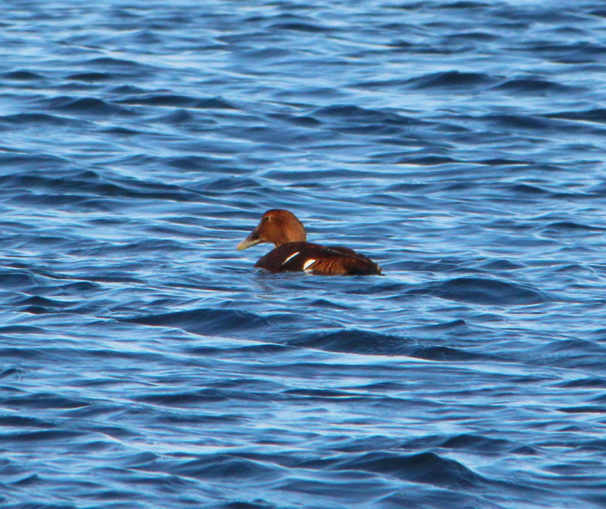 Eider arrunta - ML646757966