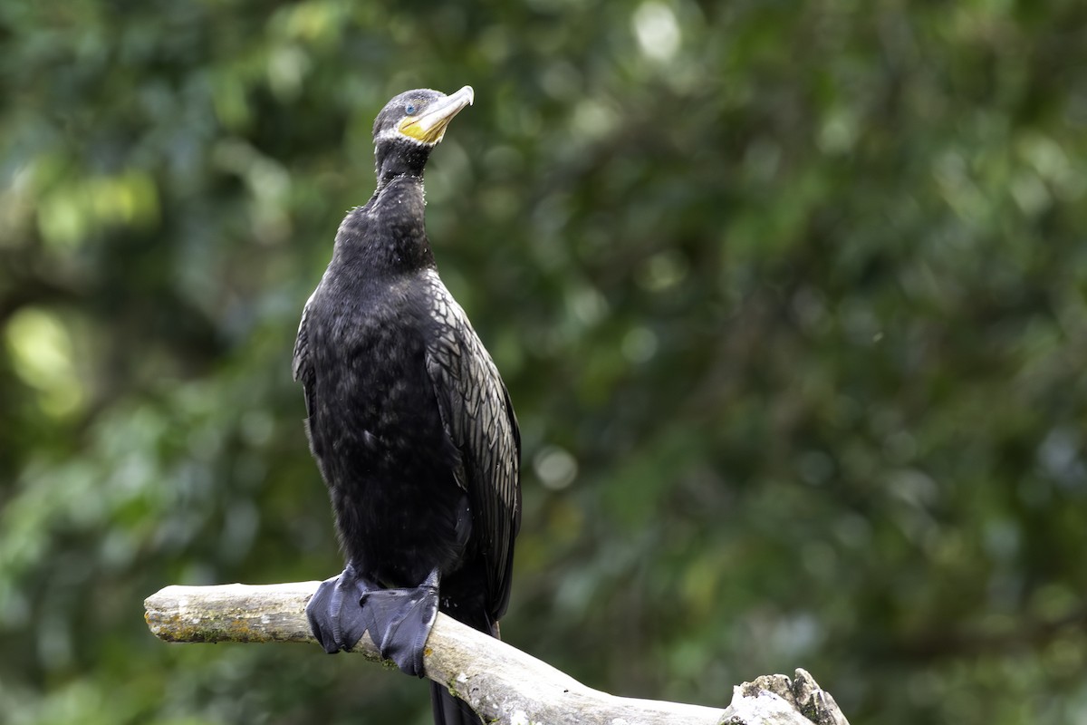 Neotropic Cormorant - ML646757967