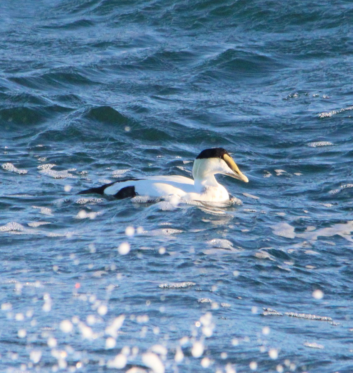 Common Eider - ML646757968