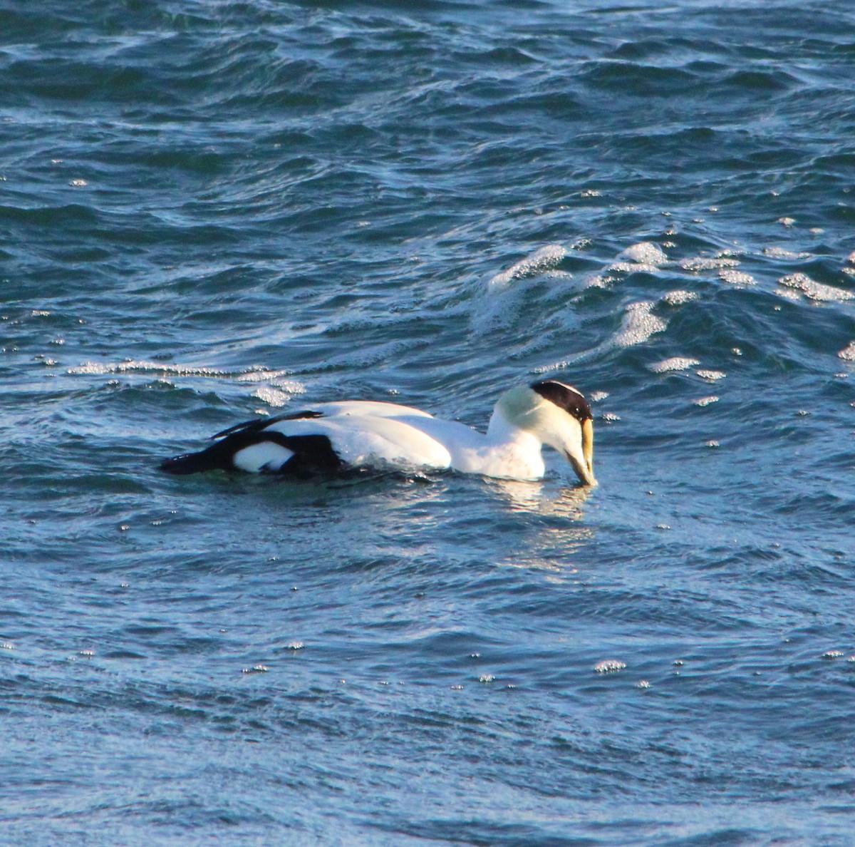 Eider arrunta - ML646757969