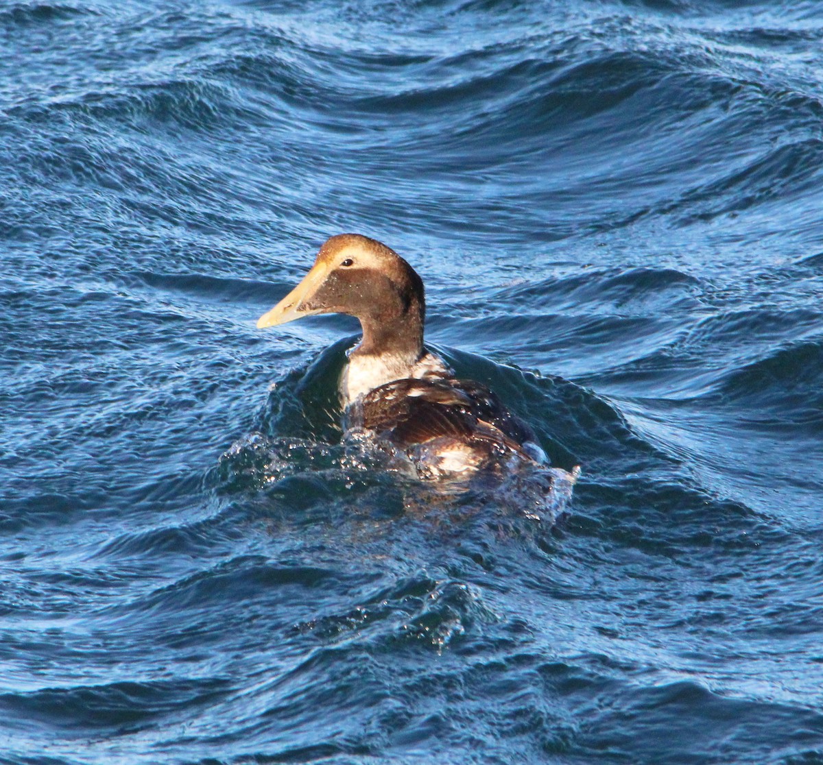 Eider arrunta - ML646757971