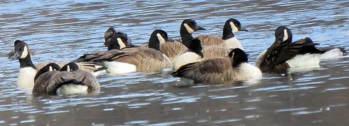 ברנטה קנדית - ML646757972