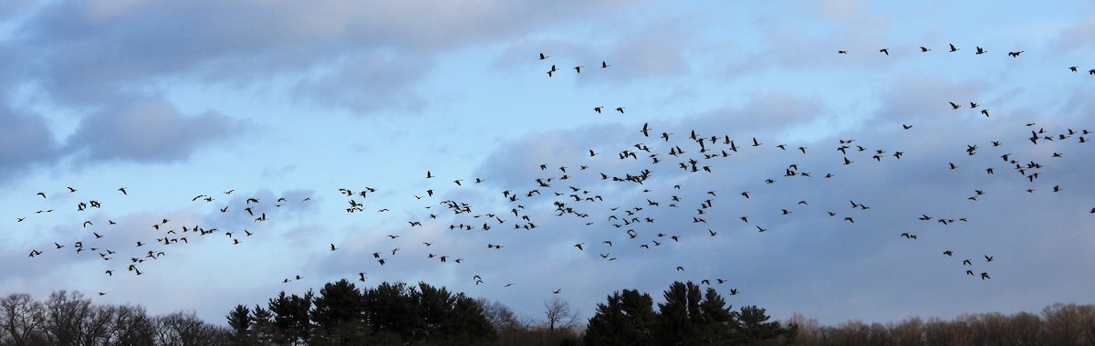 ברנטה קנדית - ML646757973