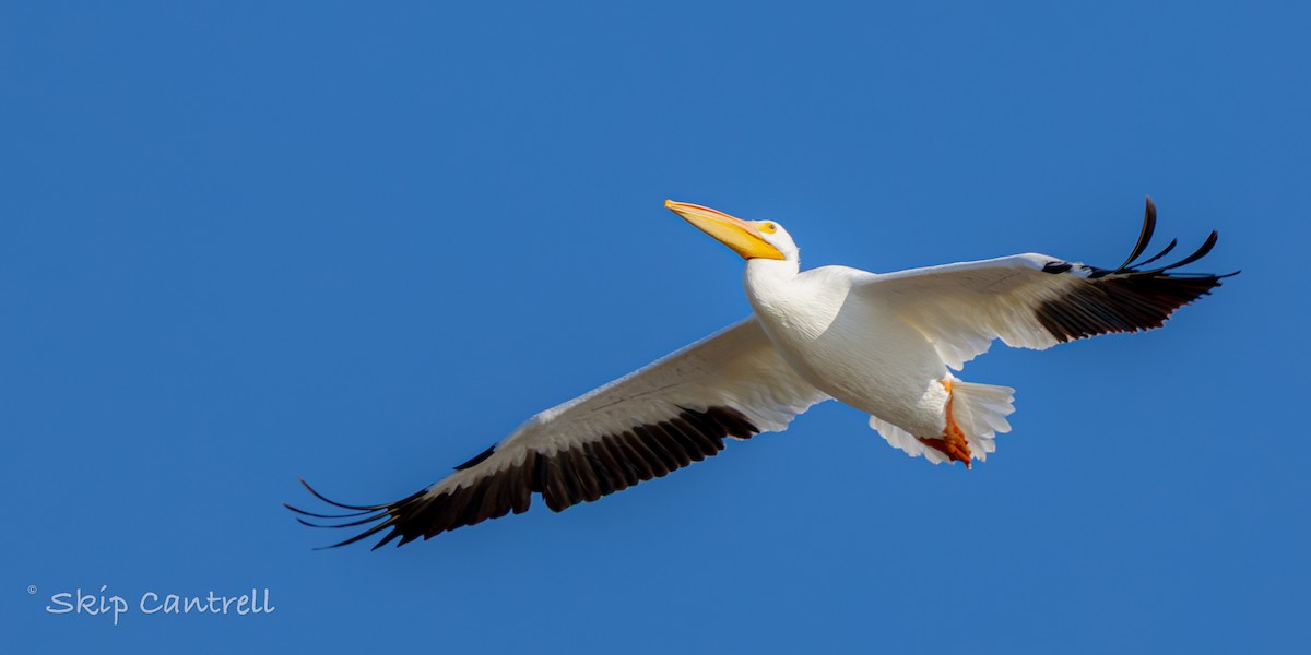 Amerika Pelikanı - ML646757974