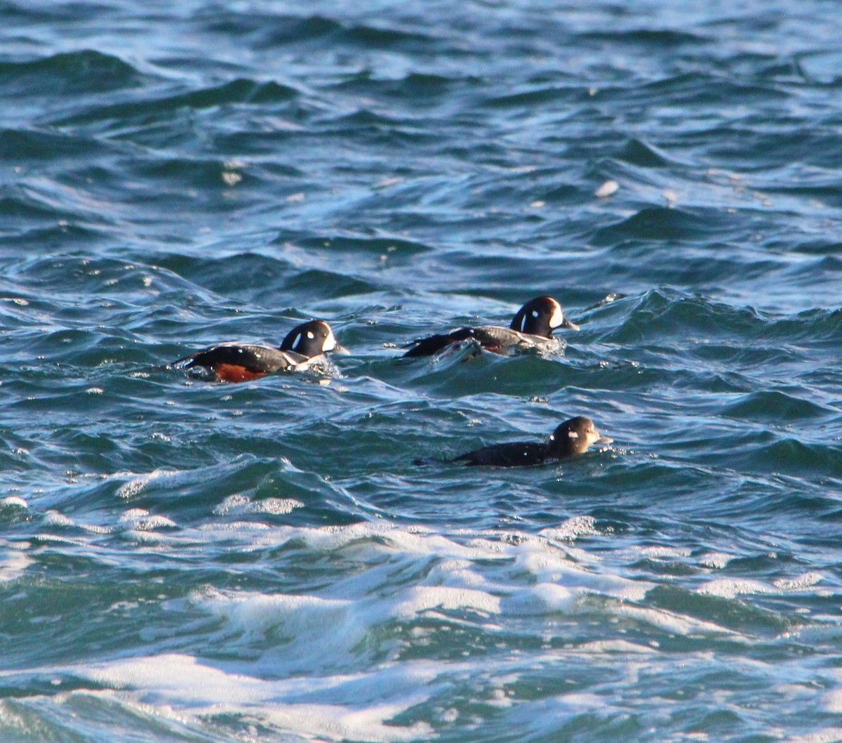 Ahate arlekina - ML646757975