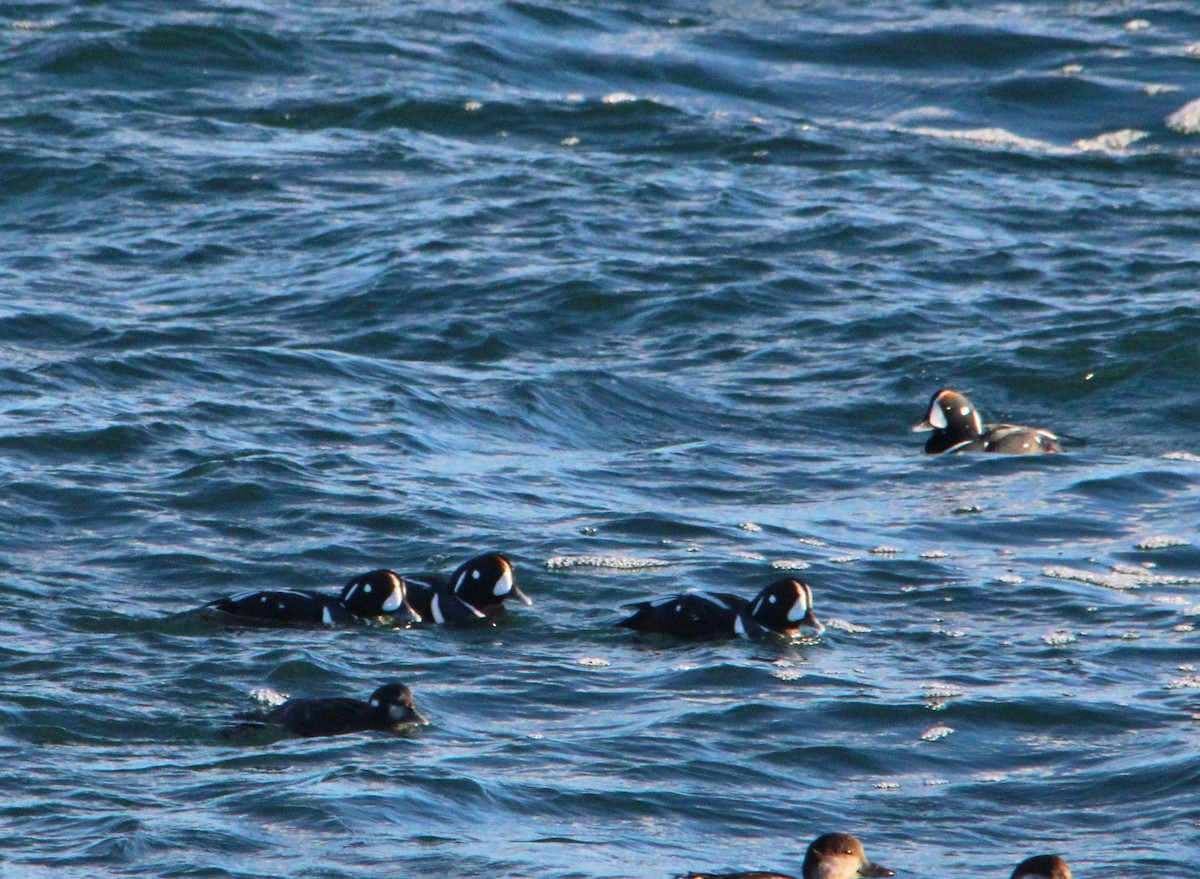 Ahate arlekina - ML646757976