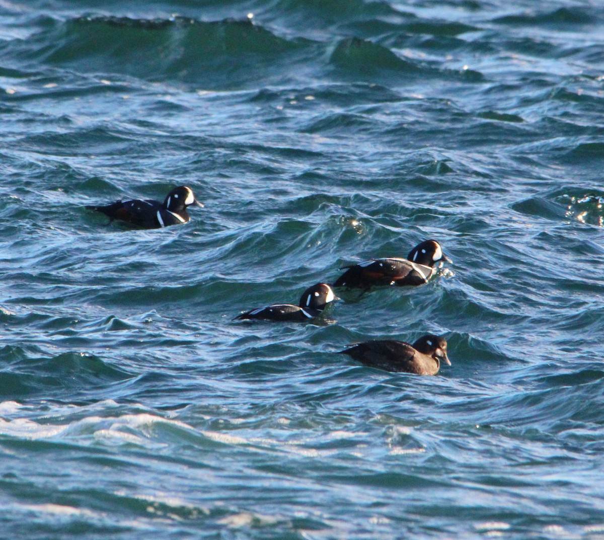 Ahate arlekina - ML646757977