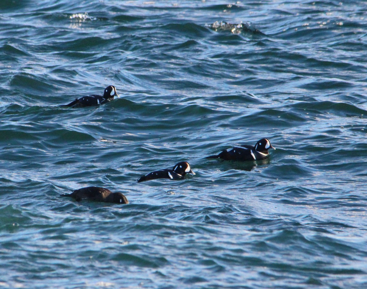 Ahate arlekina - ML646757978