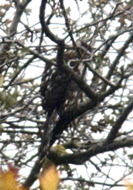 jestřáb americký - ML646757979