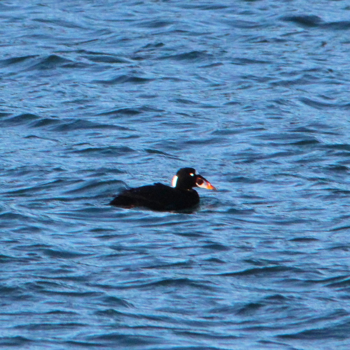 Ahatebeltz kopetazuria - ML646757980