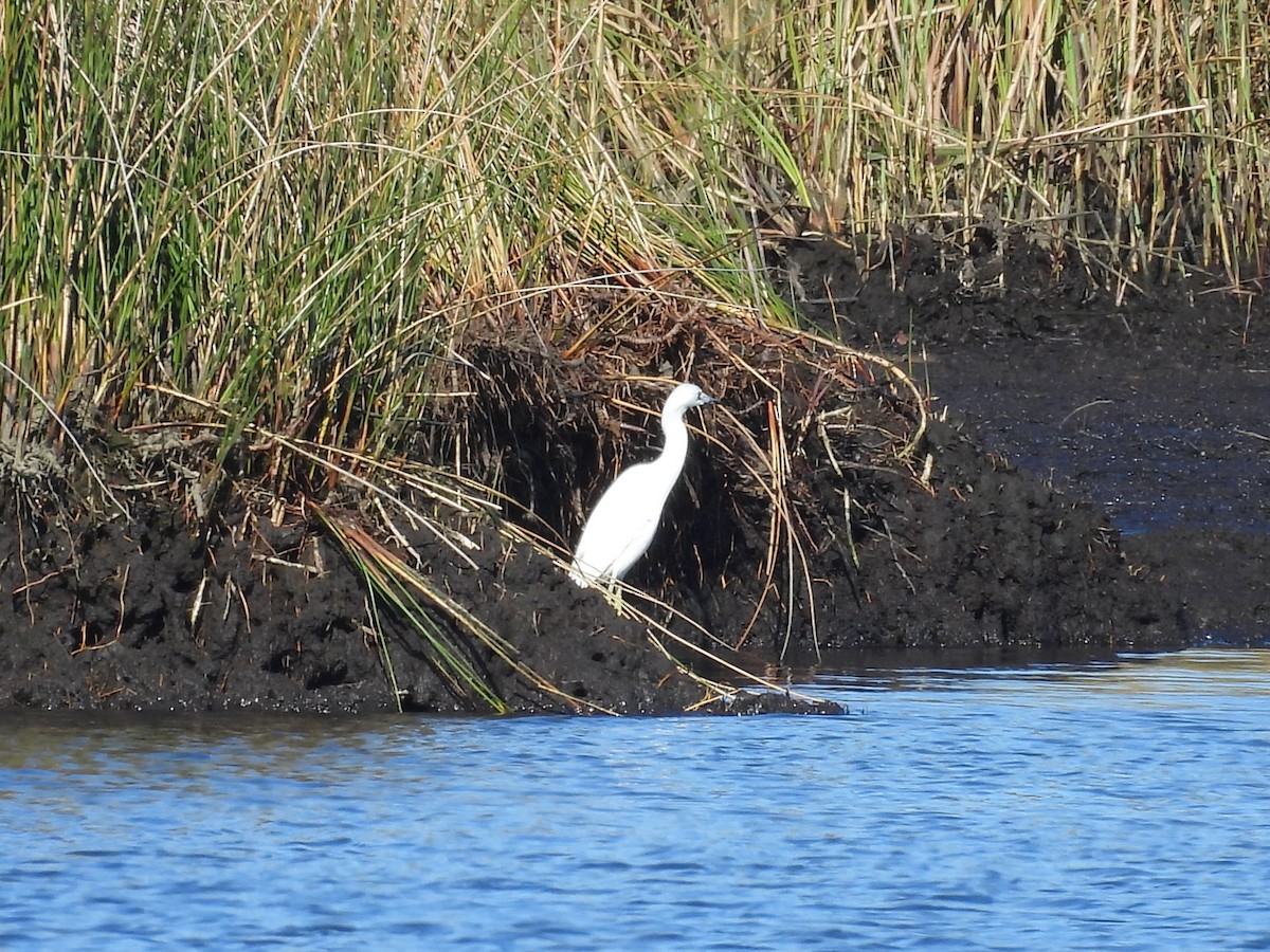 לבנית כחולה קטנה - ML646757985