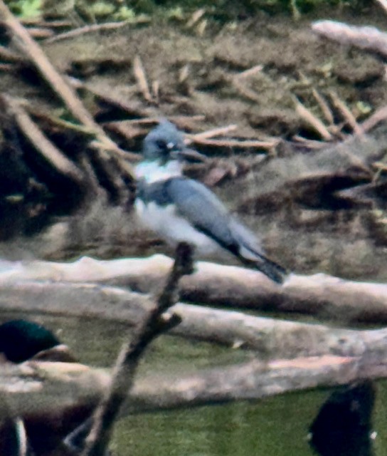 rybařík pruhoprsý - ML646757986