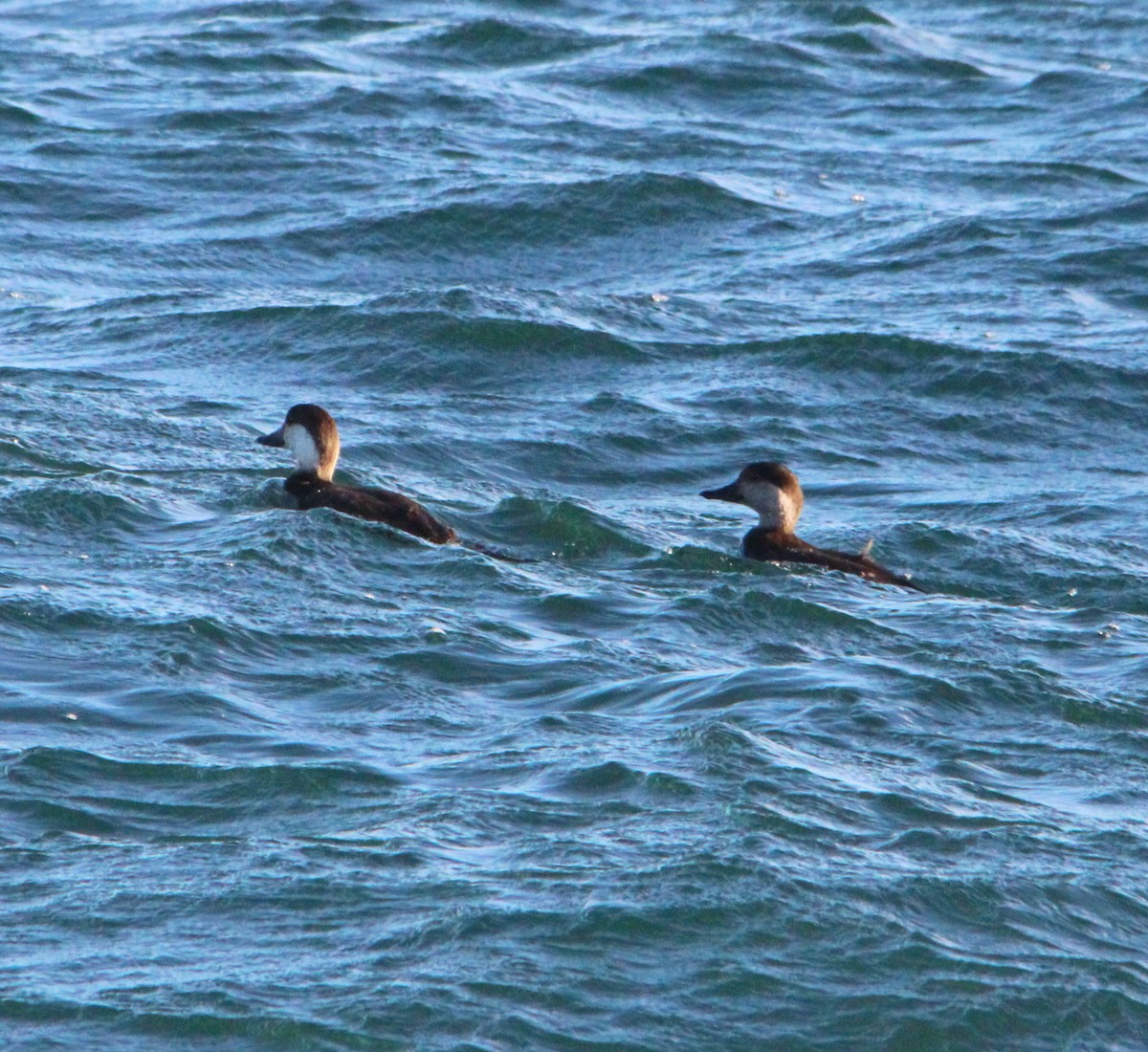 Ahatebeltz amerikarra - ML646757987