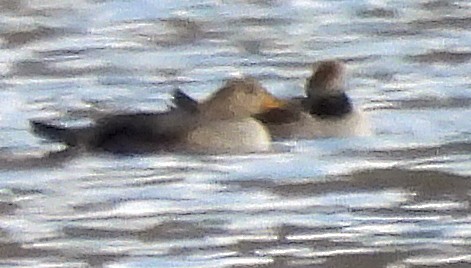 ברווז אפור - ML646757988