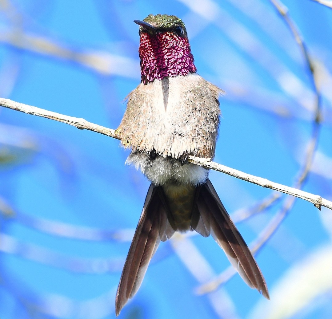 kalypta lilová - ML646757989