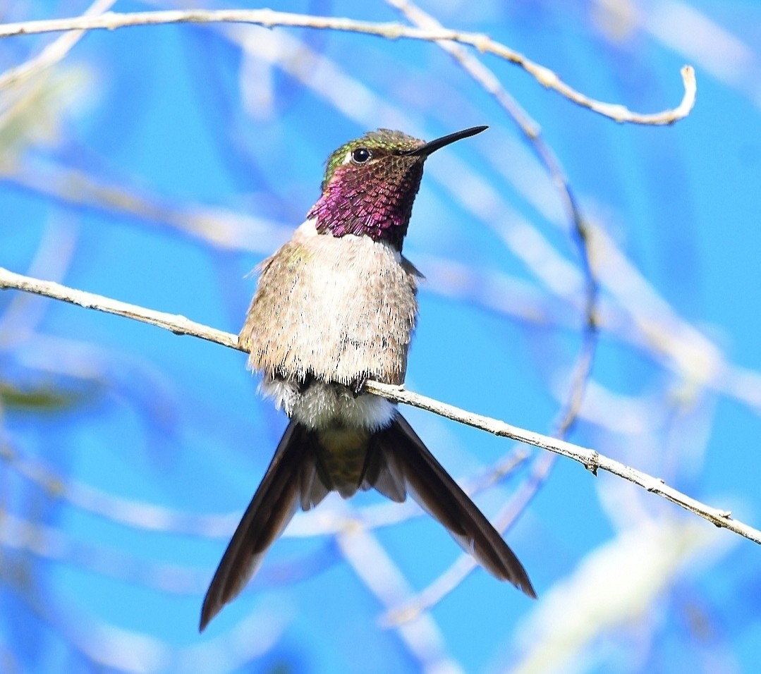 kalypta lilová - ML646757990