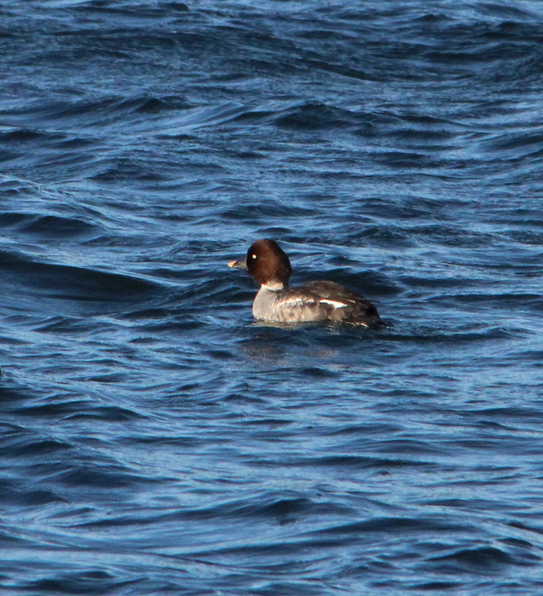 Common Goldeneye - ML646757992