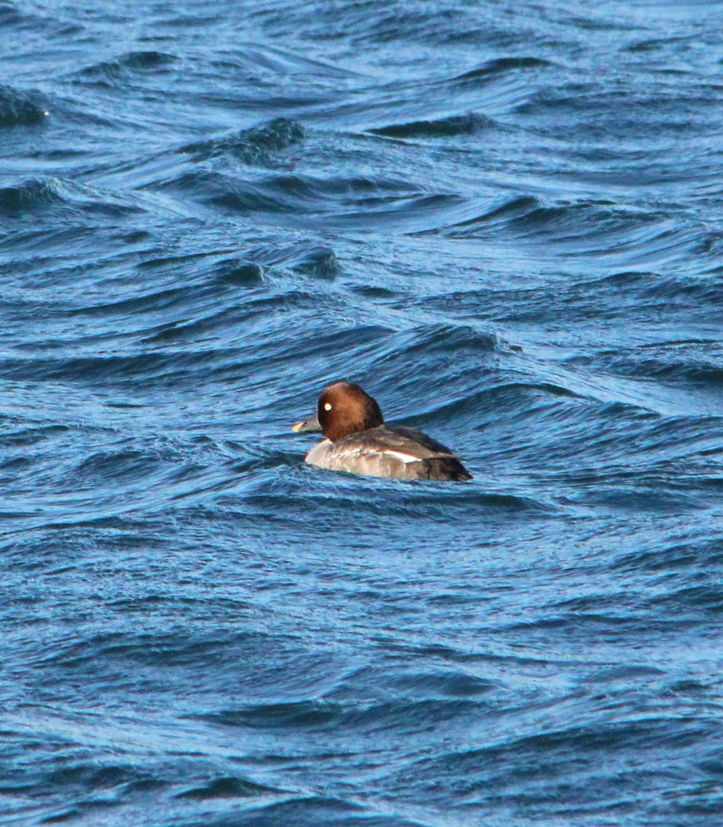 Common Goldeneye - ML646757993