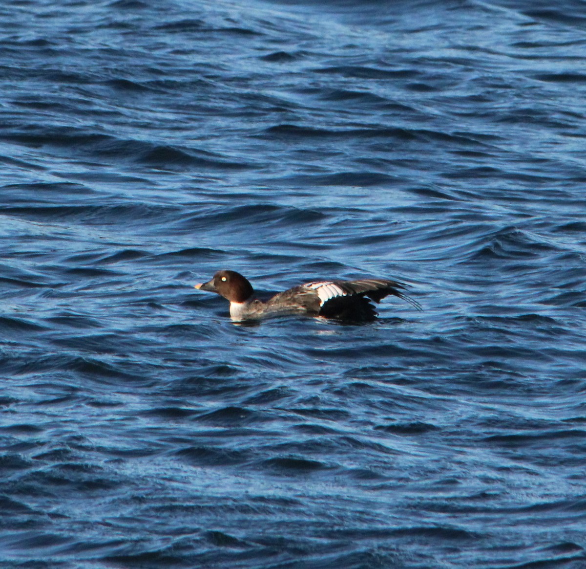 Common Goldeneye - ML646757994