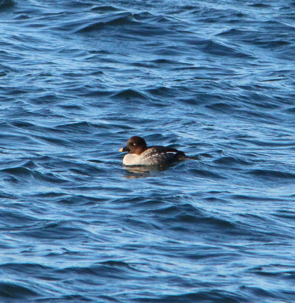 Common Goldeneye - ML646757995