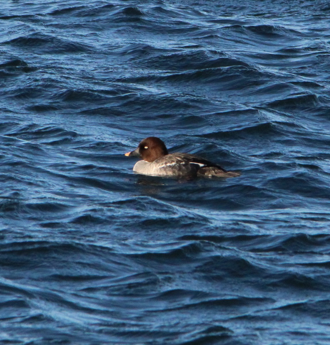 Common Goldeneye - ML646757996
