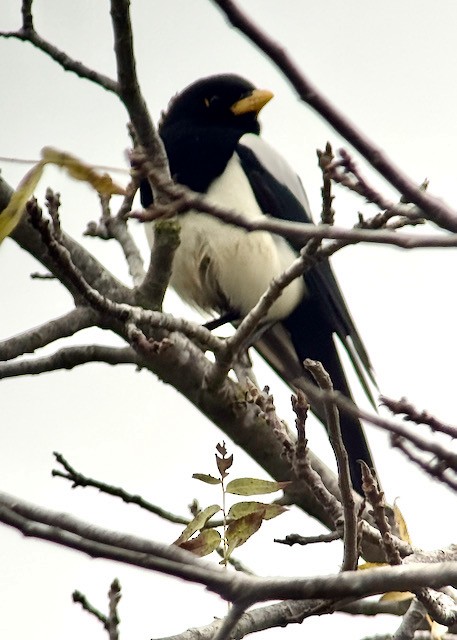 Yellow-billed Magpie - ML646757997