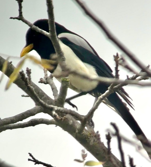 Yellow-billed Magpie - ML646757998