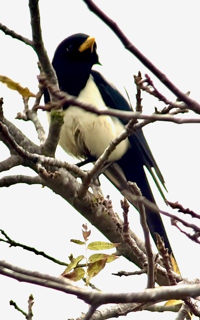 Yellow-billed Magpie - ML646757999