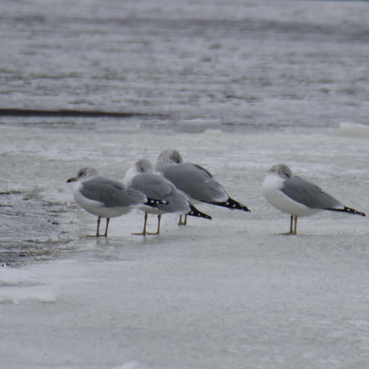 Ring-billed Gull - ML646758000